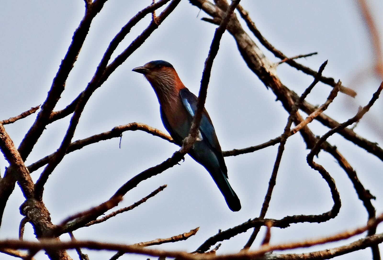 Sony DSC-HX200V sample photo. Indian roller, coracia bengalensis photography