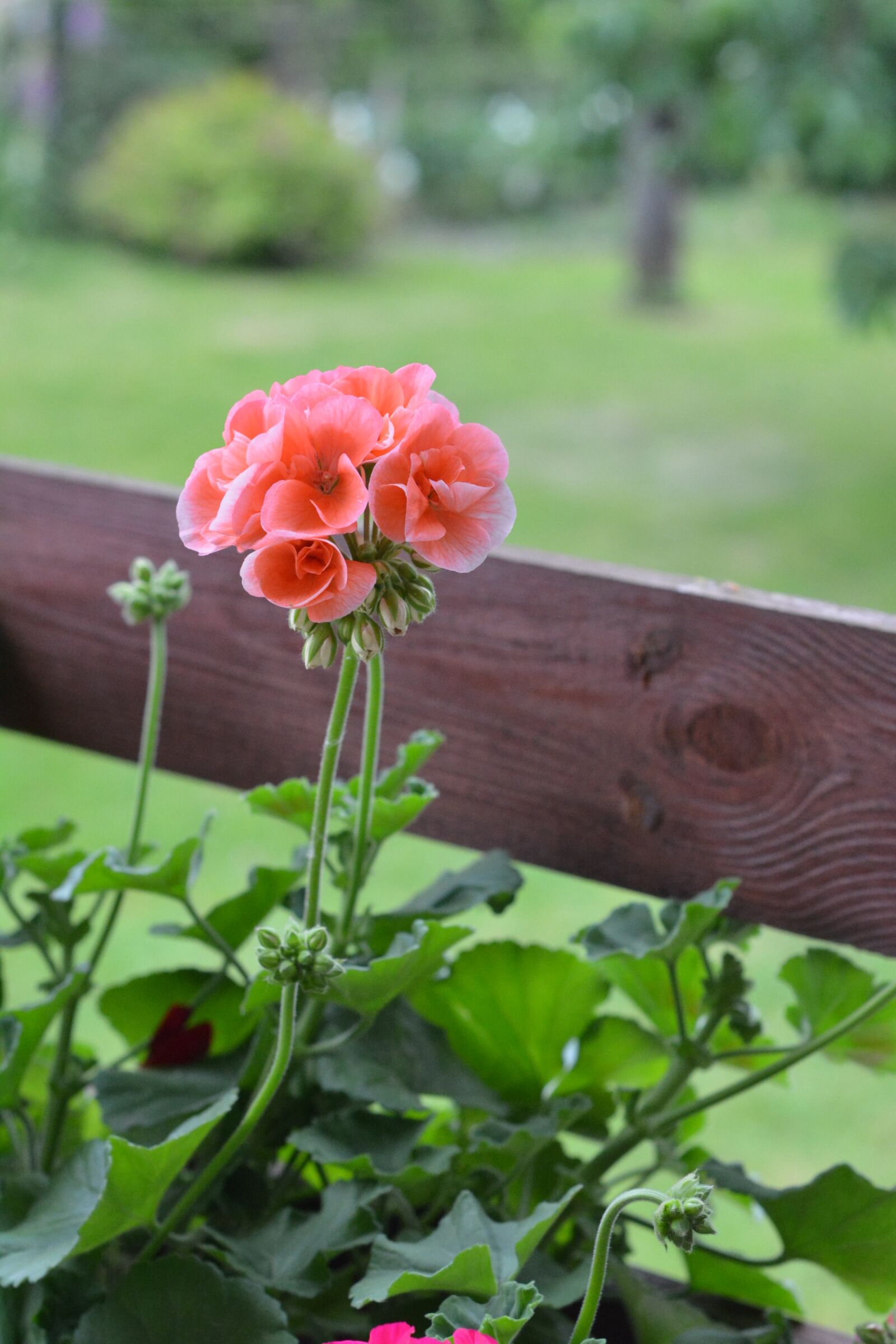 Nikon D5200 sample photo. Geranium, geraniums, flowers photography