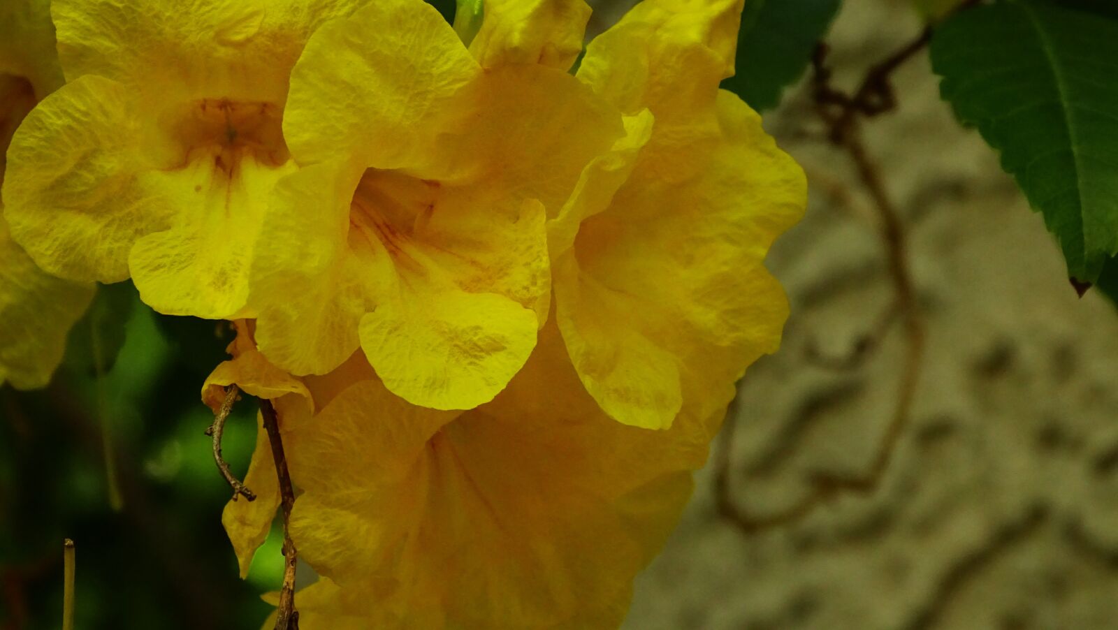 Sony Cyber-shot DSC-HX400V sample photo. Yellow, flowers, spring photography