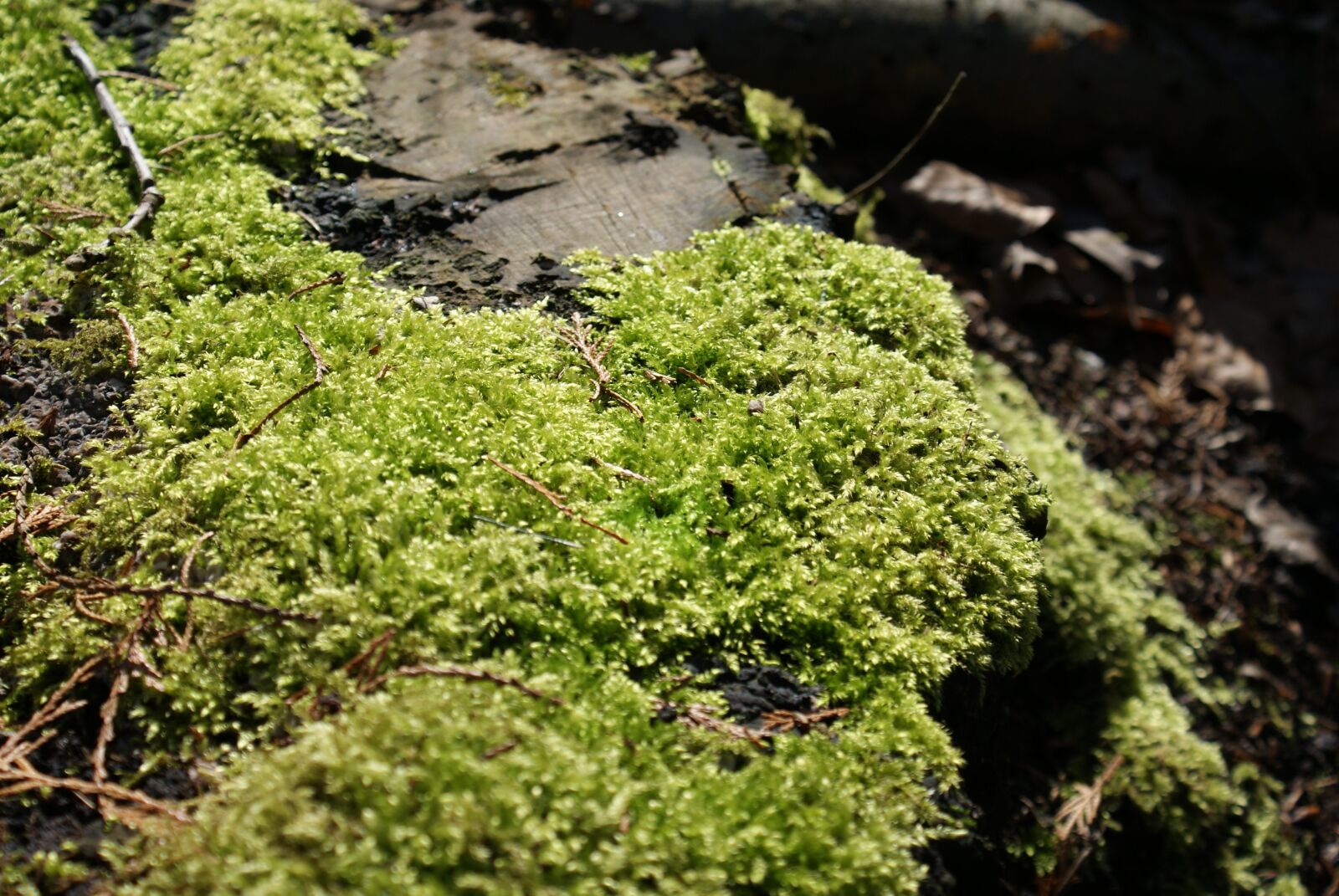 Sony Alpha DSLR-A200 sample photo. Foam, nature, forest photography