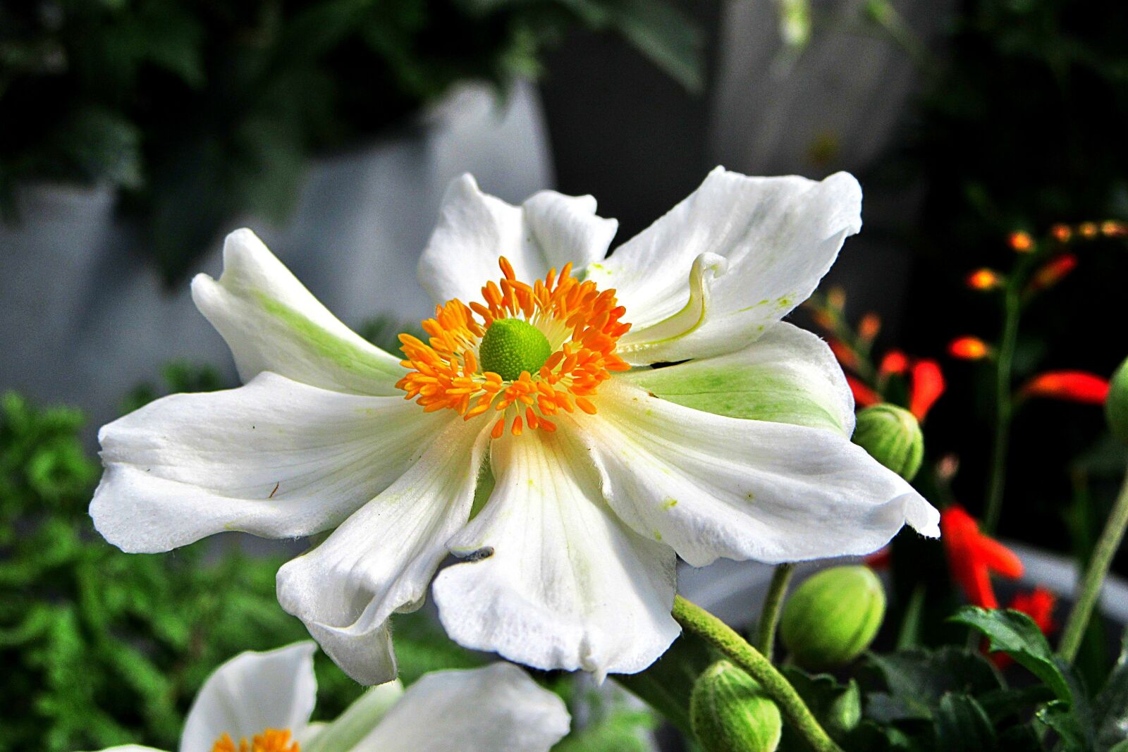 Canon PowerShot SX610 HS sample photo. Flower, beauty, white flower photography