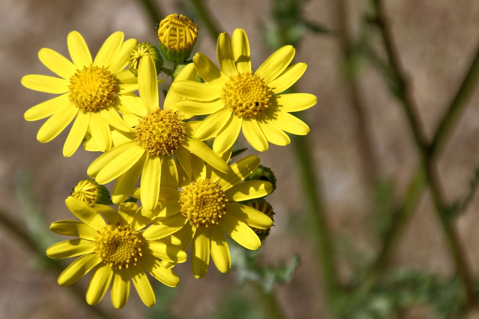 Canon EOS 1200D (EOS Rebel T5 / EOS Kiss X70 / EOS Hi) sample photo. Wild flower, yellow, yellow photography