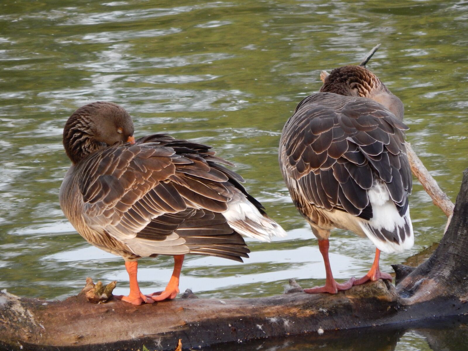 Nikon Coolpix L820 sample photo. Ducks, geese, wild birds photography