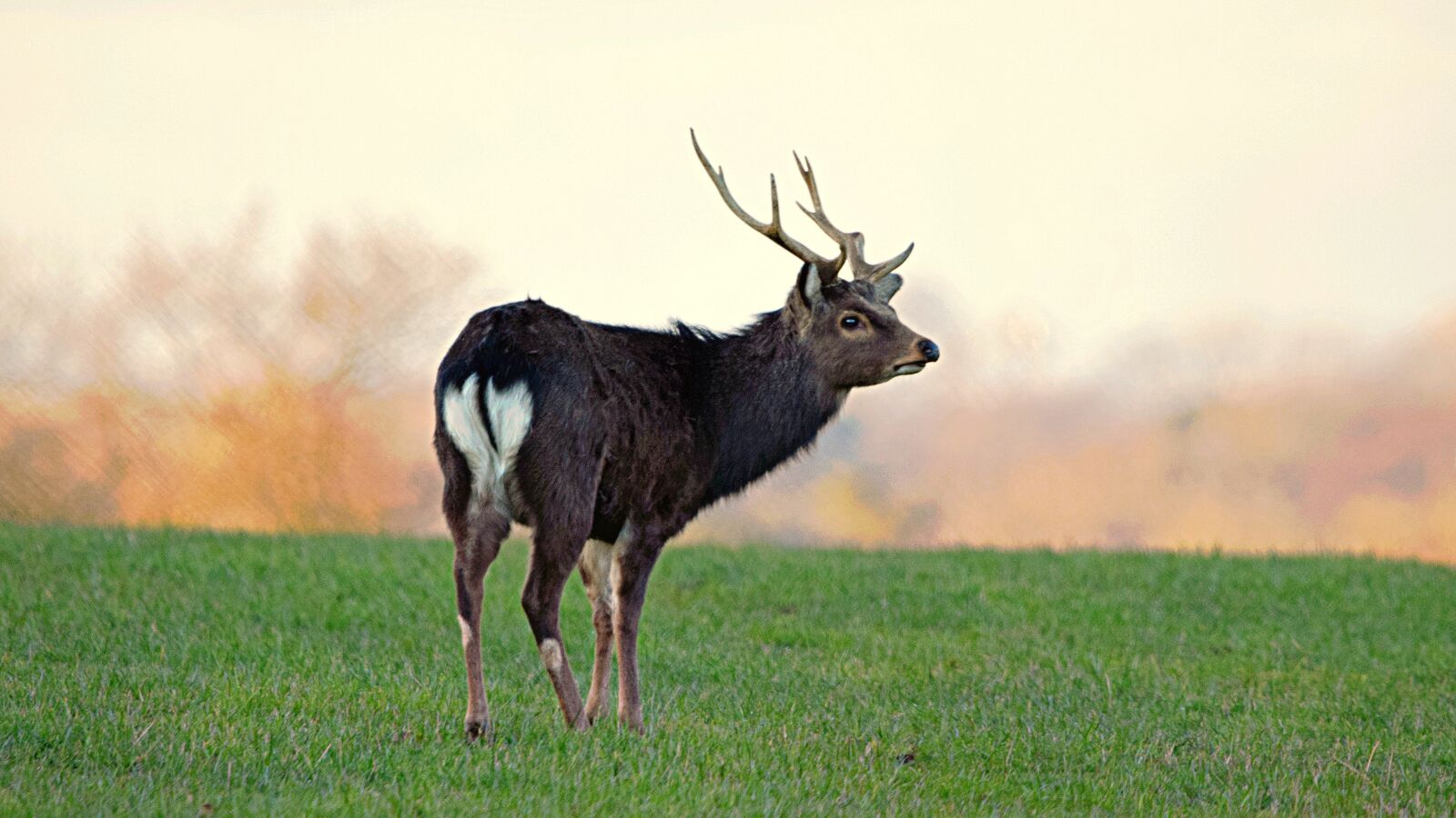 Nikon D3300 sample photo. Deer, animals, wild photography