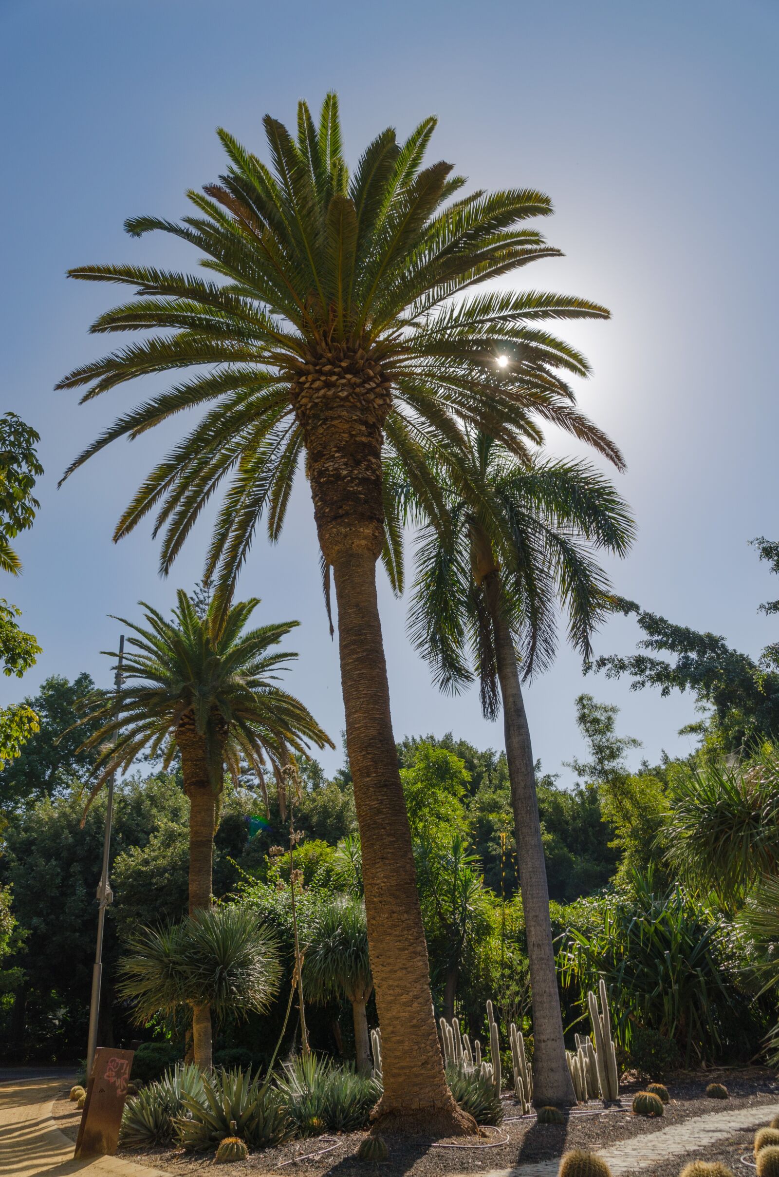 Nikon D5100 sample photo. Santa cruz, tenerife, canary photography