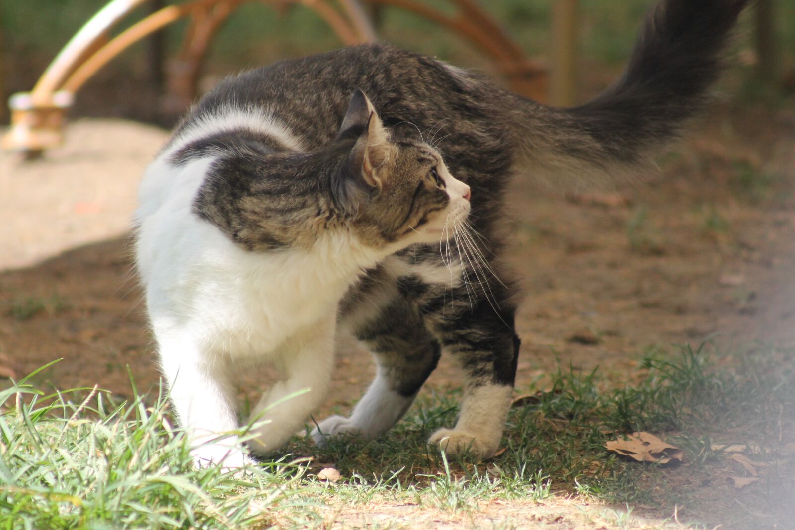 Canon EOS 1100D (EOS Rebel T3 / EOS Kiss X50) + EF75-300mm f/4-5.6 sample photo. Cat, tabby cat, gray photography