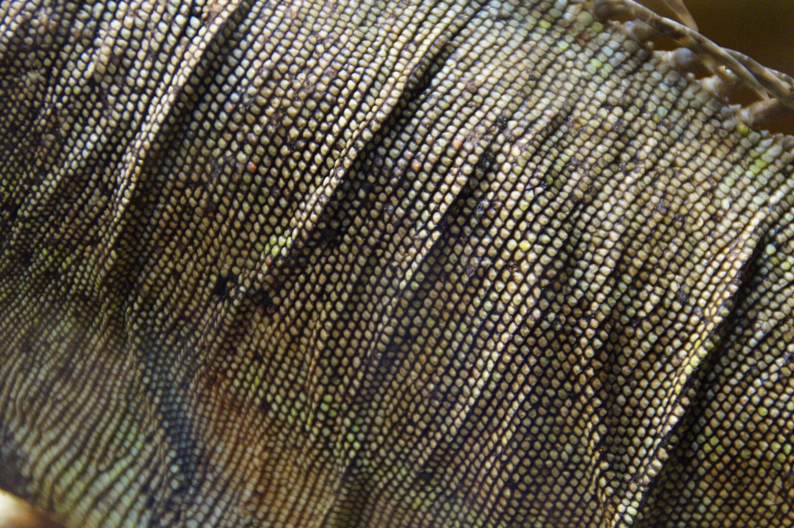 Sony SLT-A58 sample photo. Iguana, section, detail photography