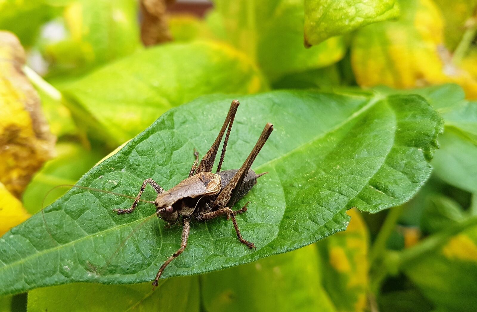 Samsung Galaxy S7 Edge sample photo. Insect, leaf, nature photography