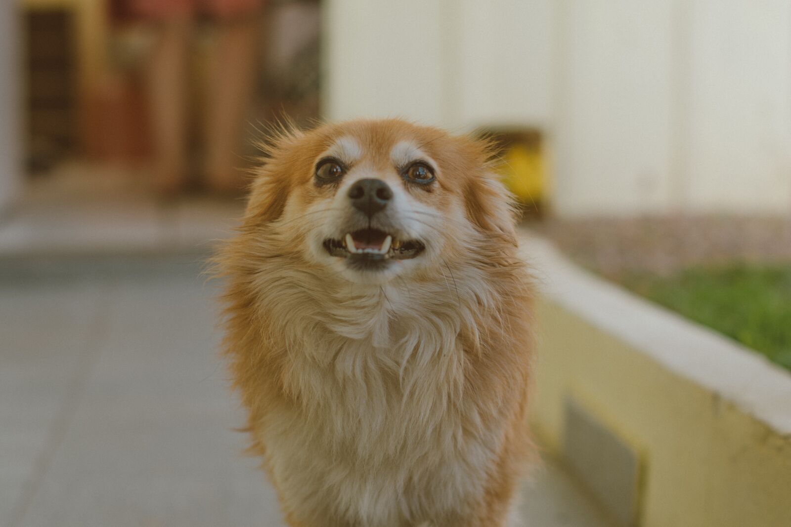 Nikon D7500 sample photo. Dog, cão, cachorro photography