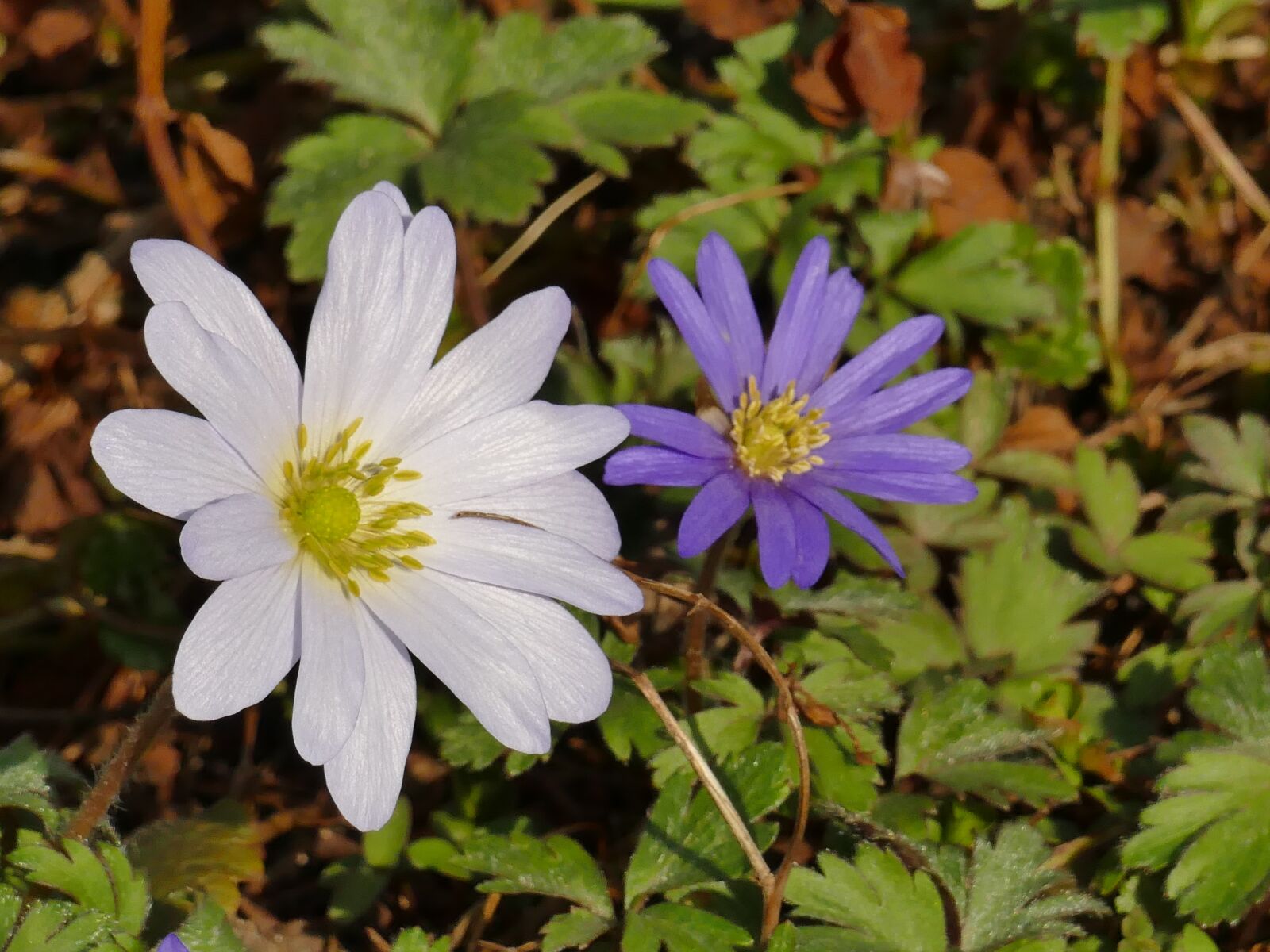 Panasonic Lumix DMC-FZ1000 sample photo. Spring, annemone, white photography