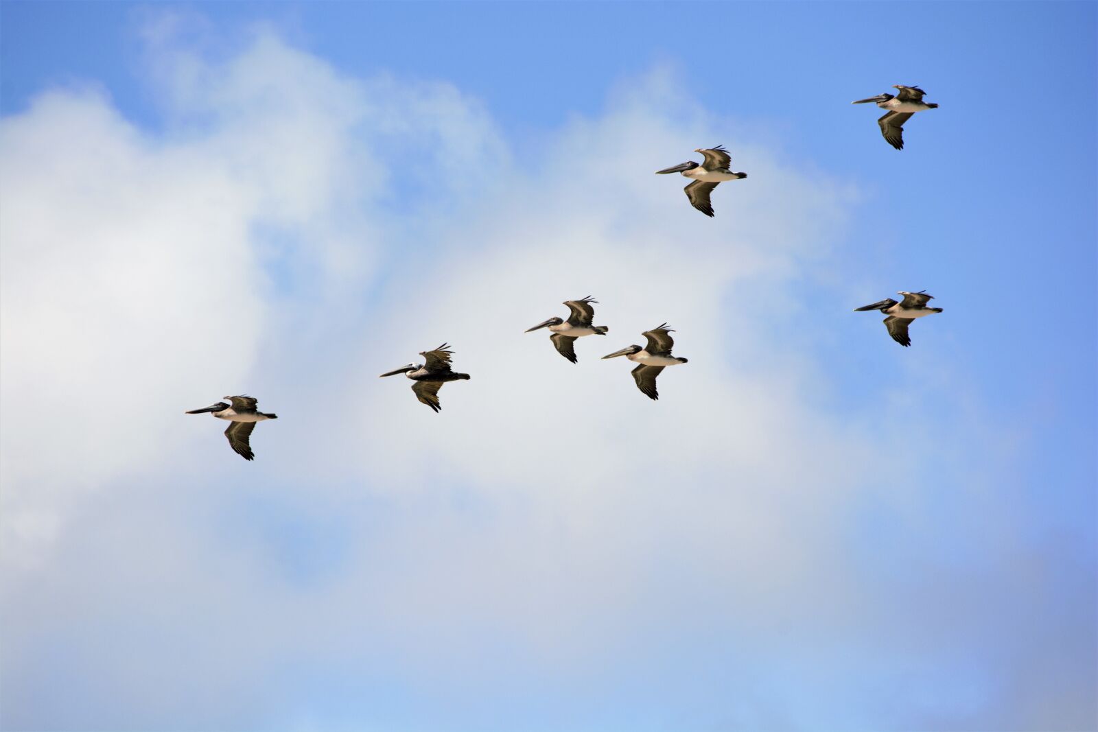 Nikon D7100 sample photo. Pelicans, birds, flying photography