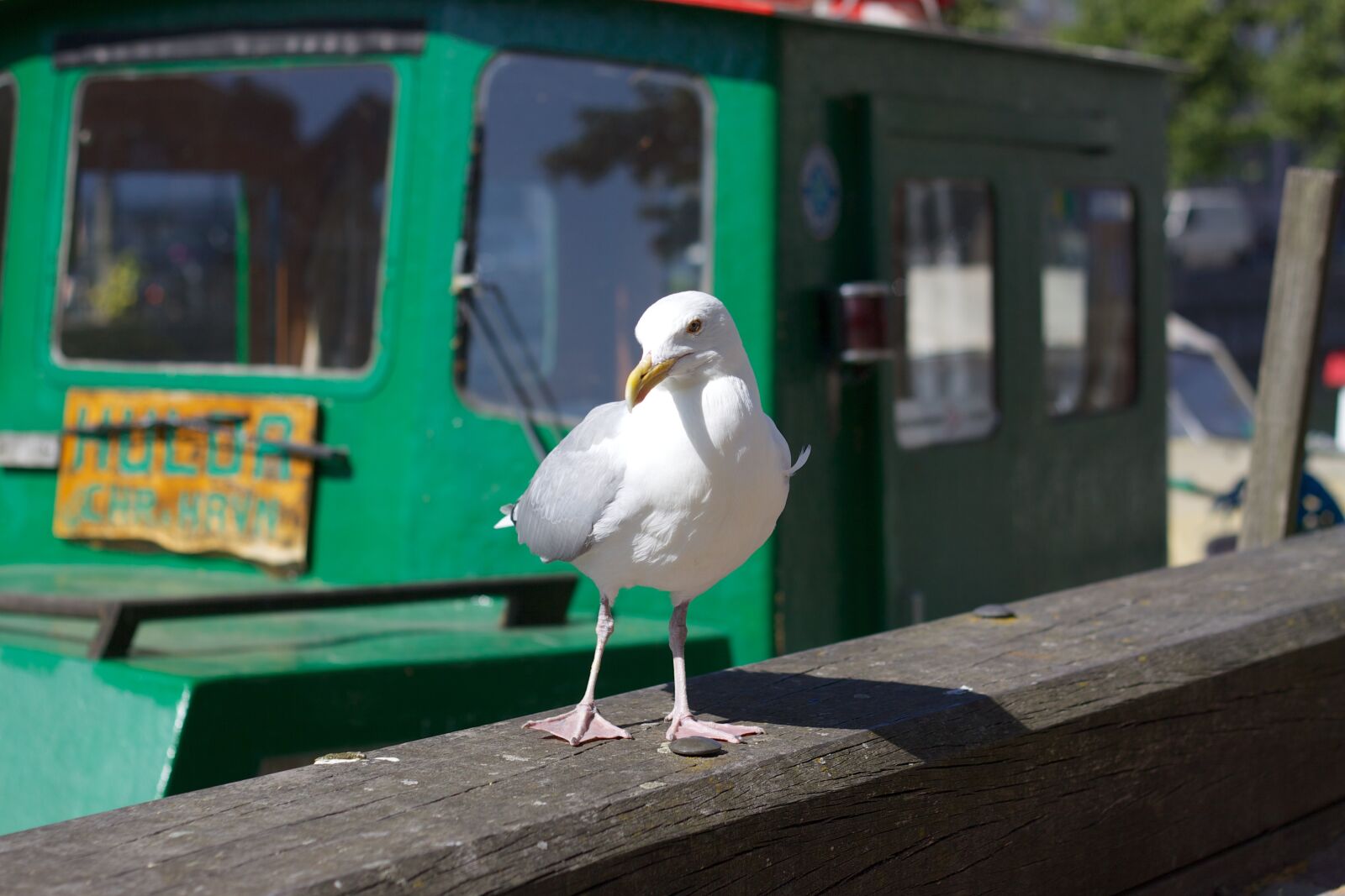 Canon EOS 50D sample photo. Seagull, ship, summer photography