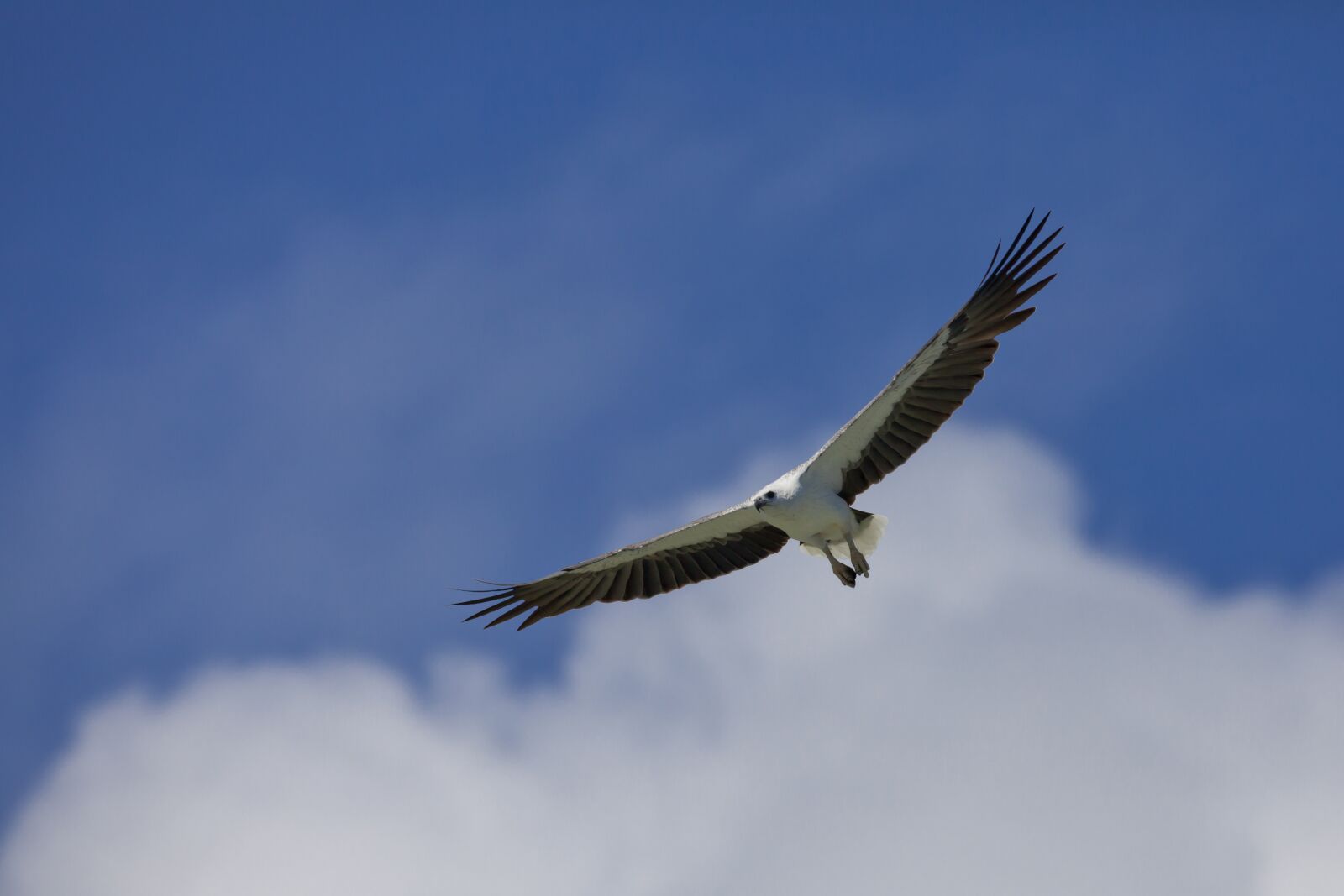 Canon EF 500mm F4L IS USM sample photo. Bird, white-bellied sea eagle photography