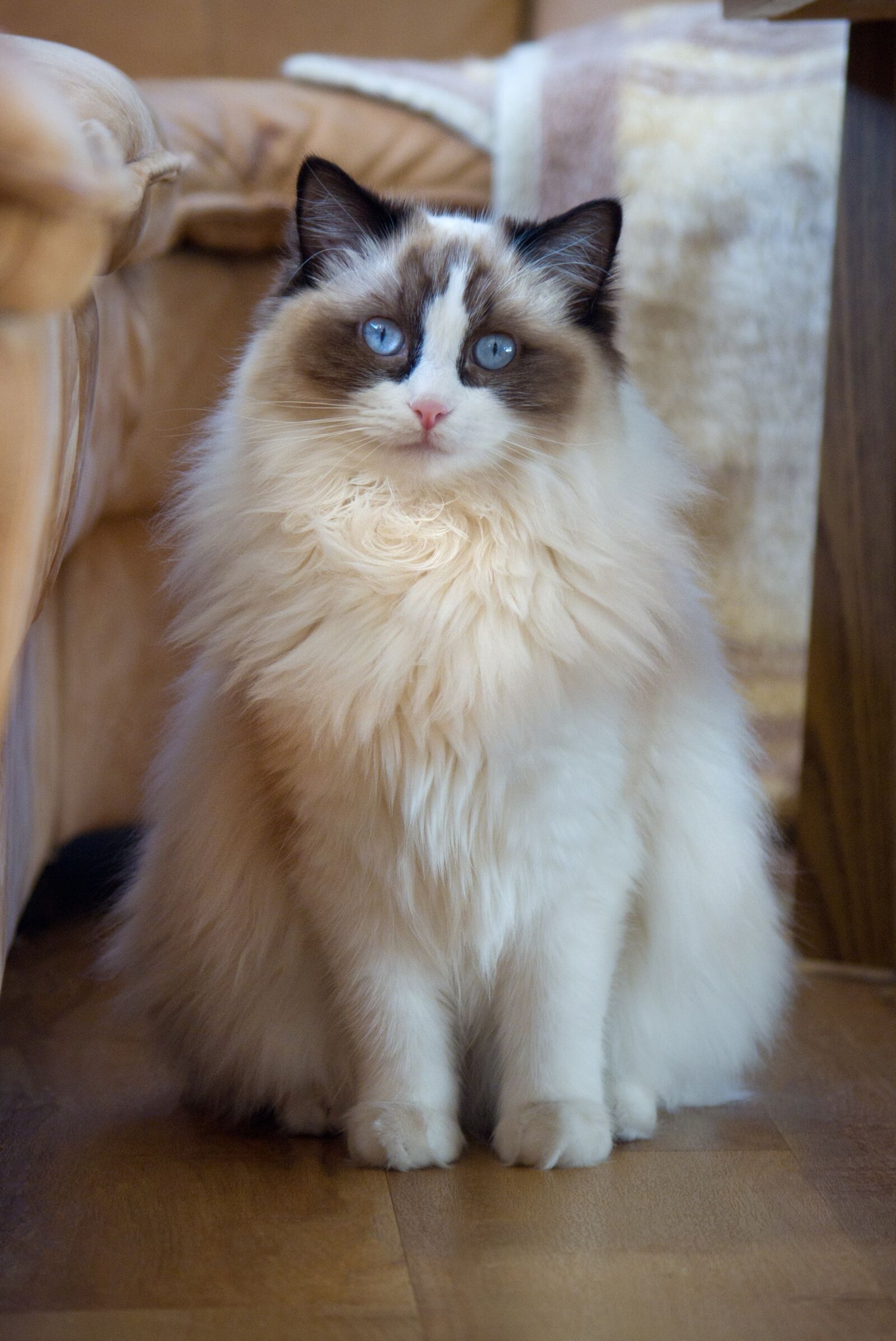 Pentax K-x sample photo. Cat, ragdoll, sweet photography