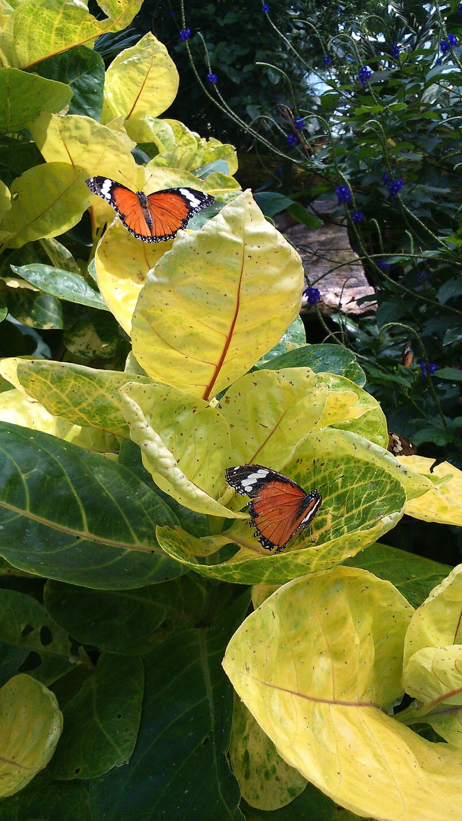 Sony Xperia M2 sample photo. Butterfly, observatory, plants photography