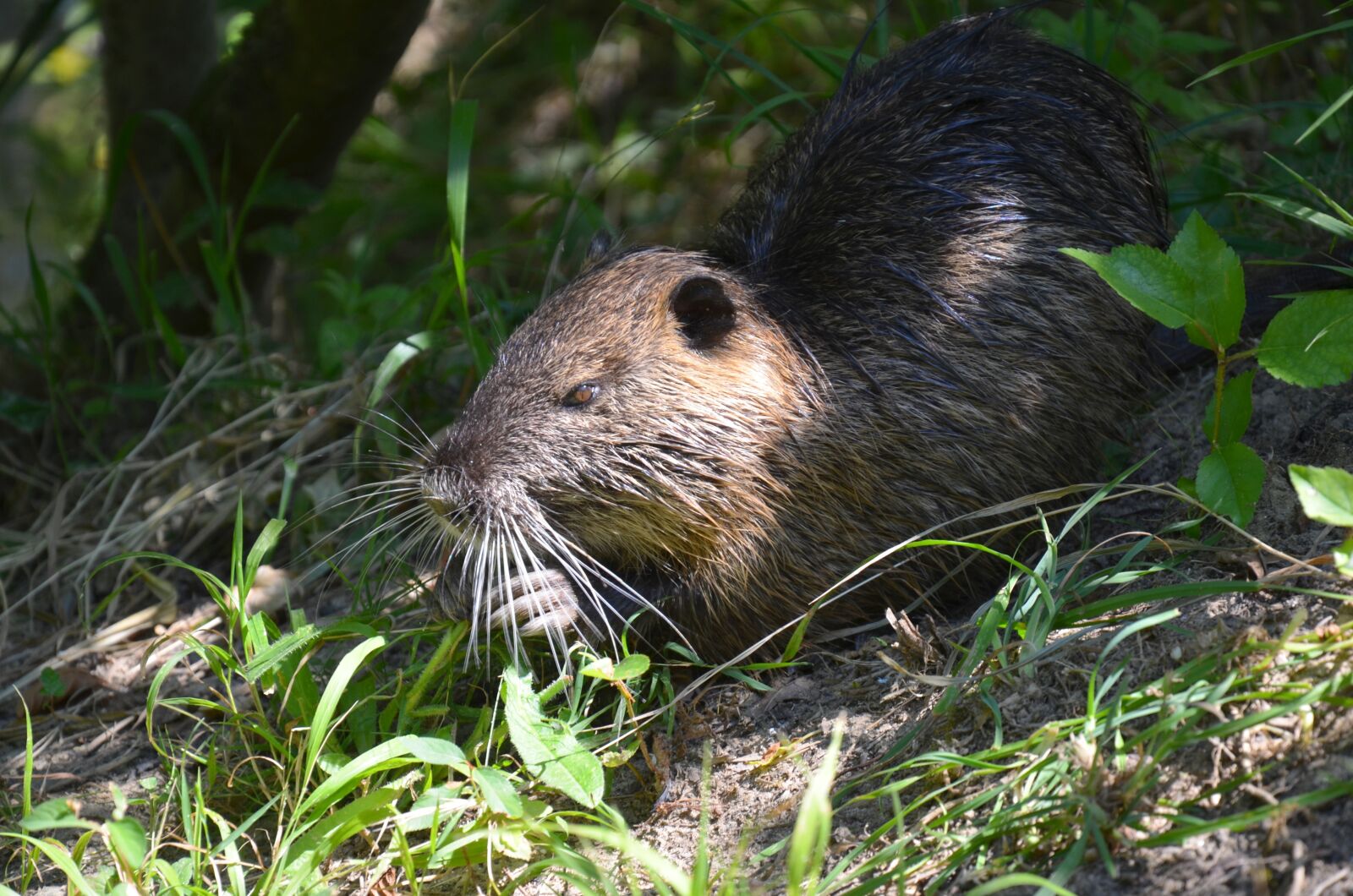 Nikon D5100 sample photo. Nutria, coypu, shy photography