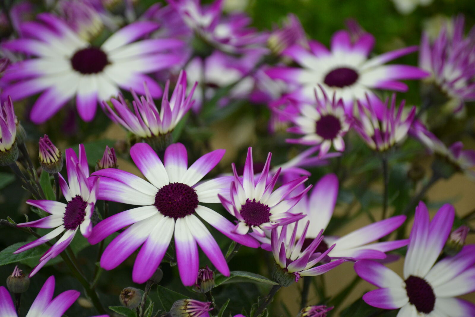 Nikon D3100 sample photo. Beautiful, bloom, blooming, blossom photography