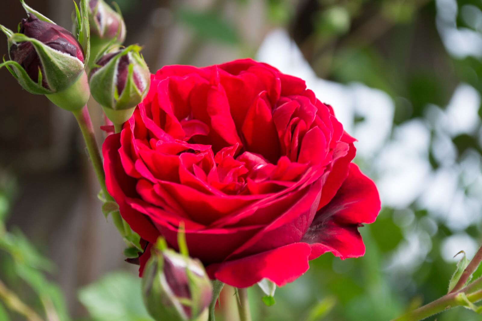 Nikon D3100 sample photo. Rose, flower, bloom photography