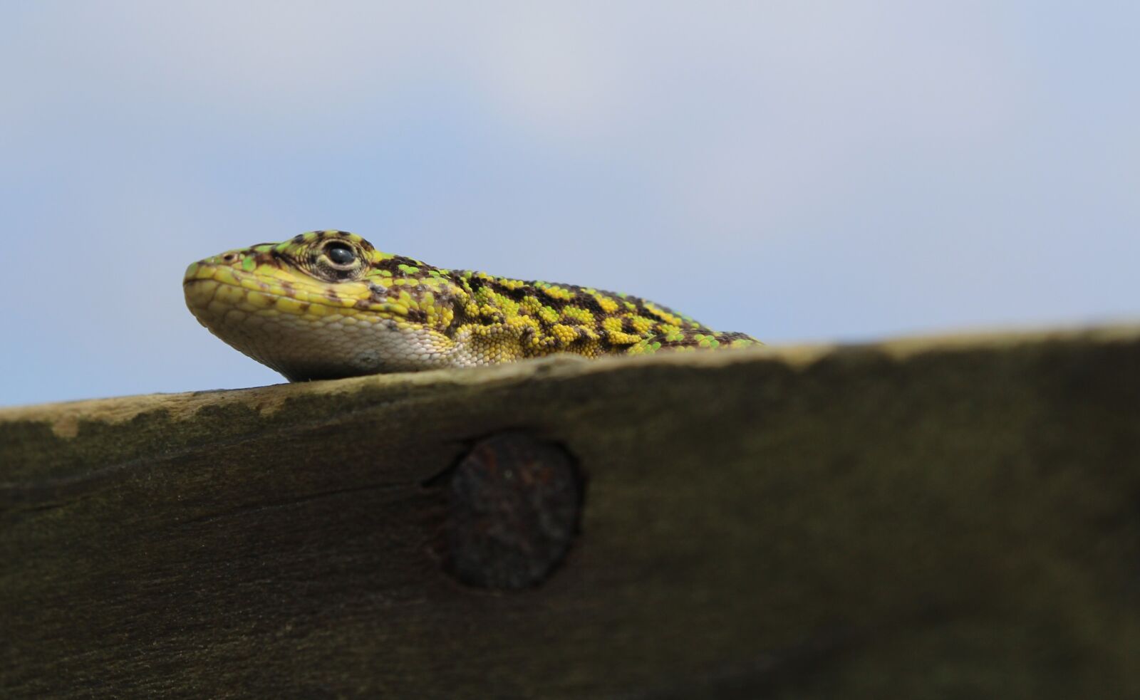 Canon EOS 1200D (EOS Rebel T5 / EOS Kiss X70 / EOS Hi) sample photo. Lizard, gecko, reptile photography