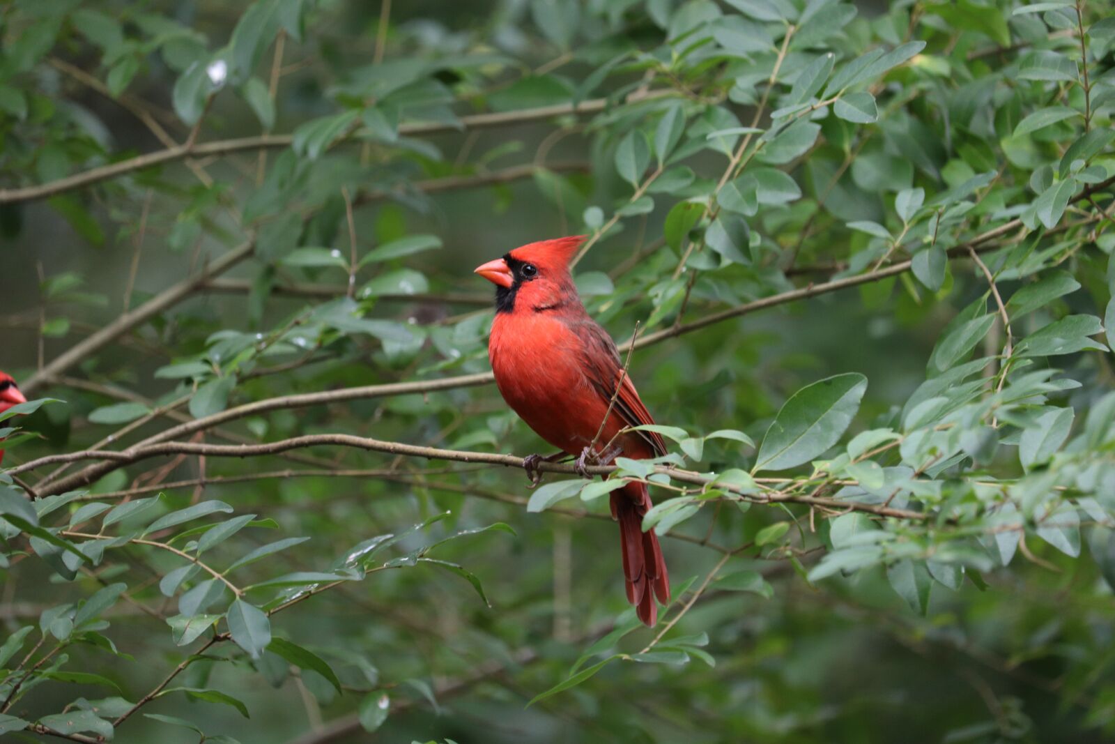 Canon EOS 800D (EOS Rebel T7i / EOS Kiss X9i) + Canon EF-S 55-250mm F4-5.6 IS STM sample photo. Cardinal, redbird, green leaves photography