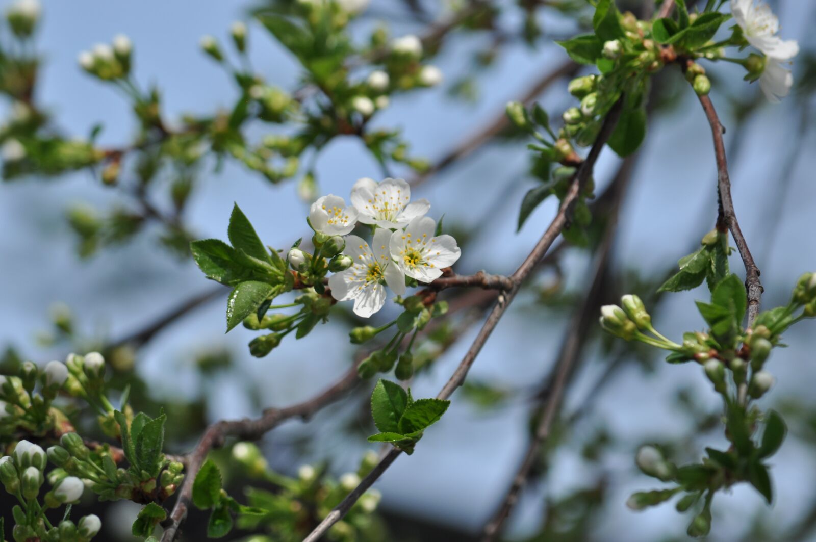 Nikon D5000 sample photo. Cherry, spring, nature photography