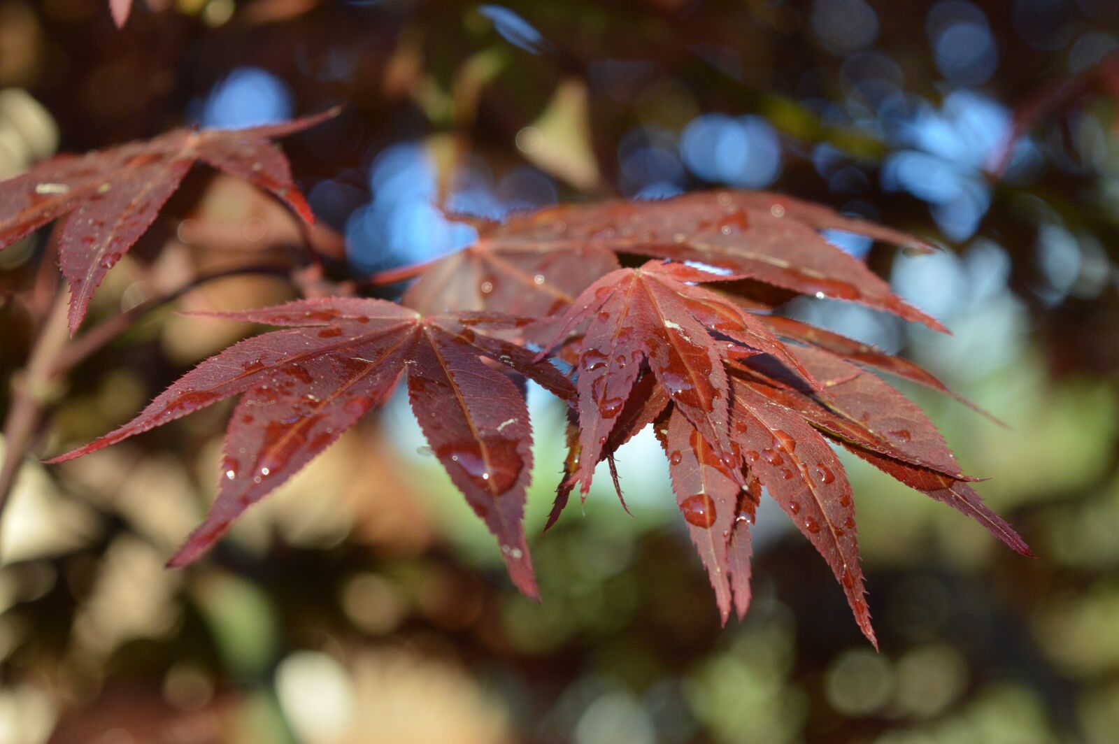 Nikon D3200 sample photo. Tree, foliage, nature photography