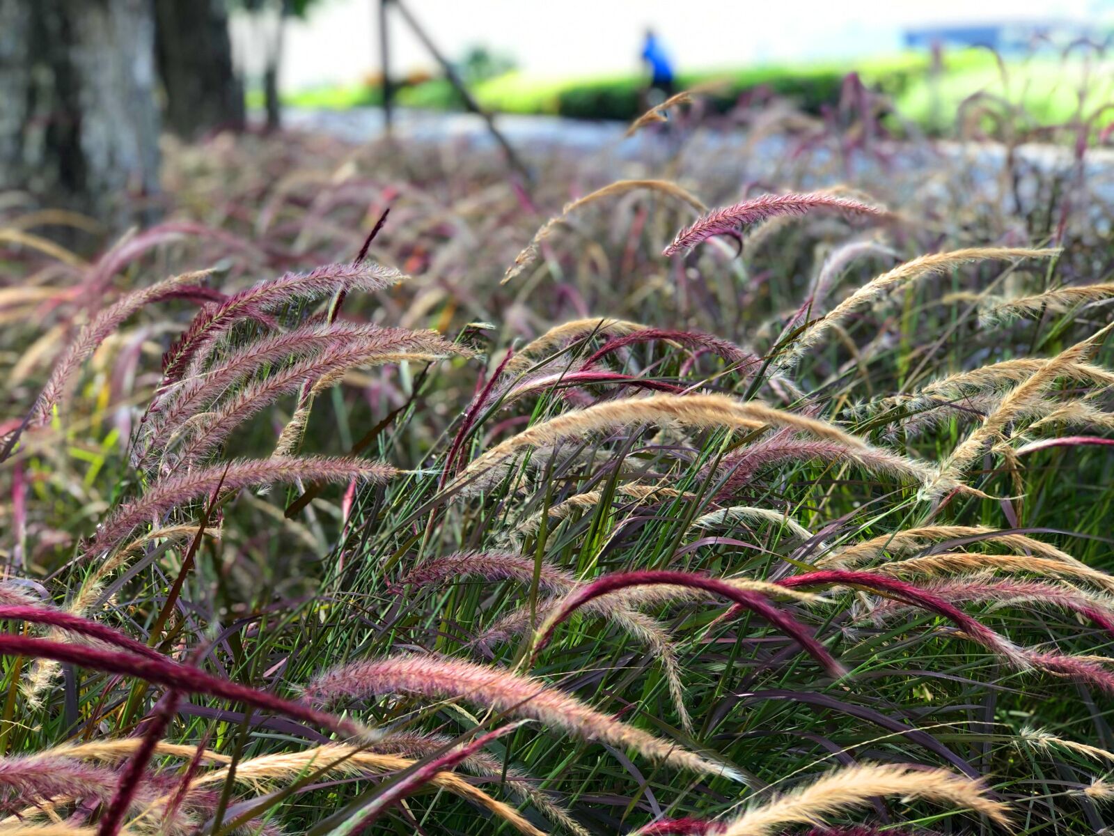 Apple iPhone 8 Plus sample photo. Purple fountain grass, red photography