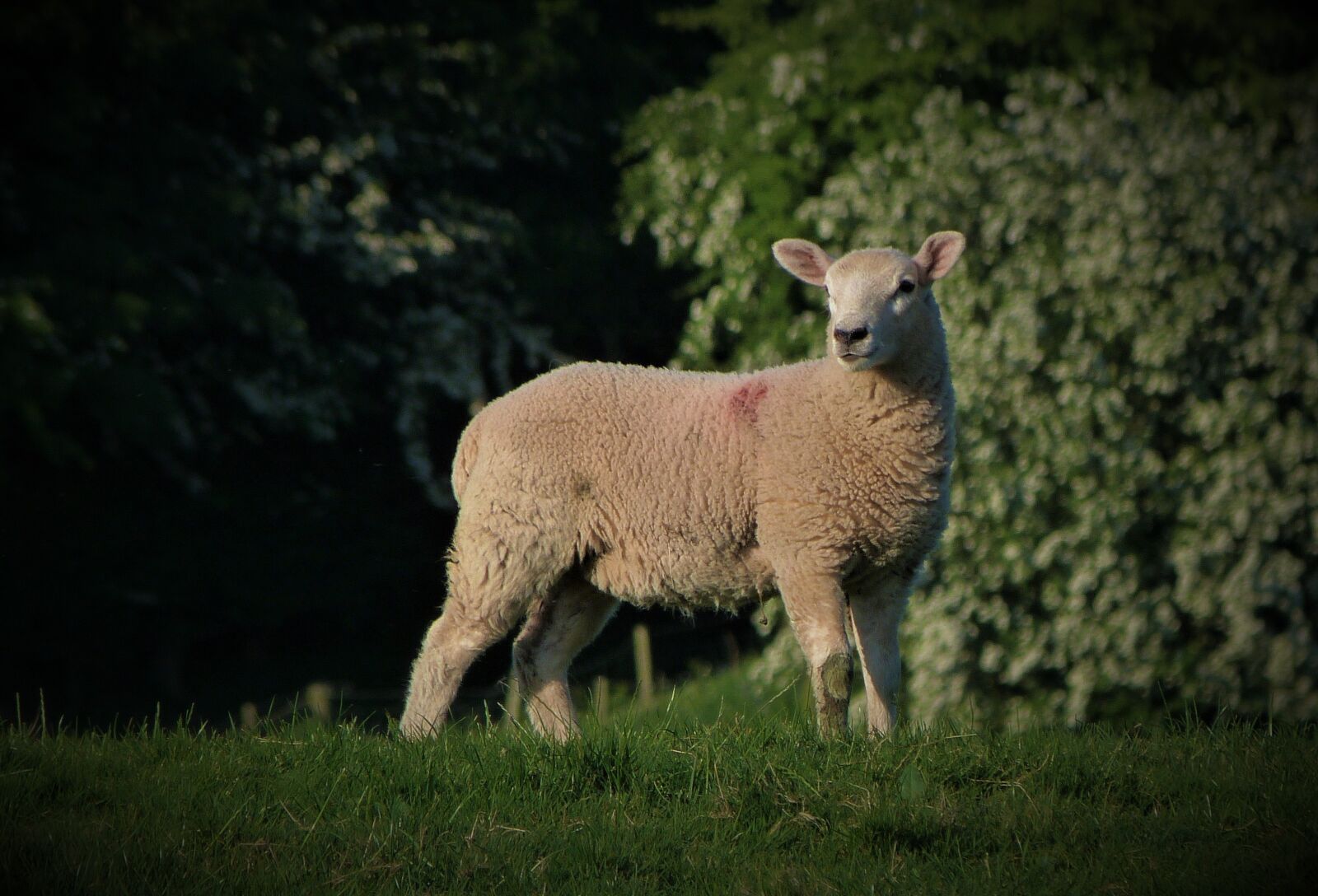 Panasonic Lumix DMC-FZ40 (Lumix DMC-FZ45) sample photo. Lamb, ewe, ram photography