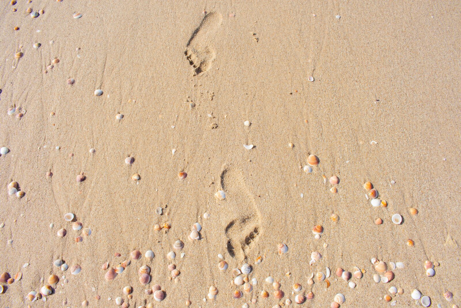 Nikon D7200 sample photo. Coast, sand, track photography