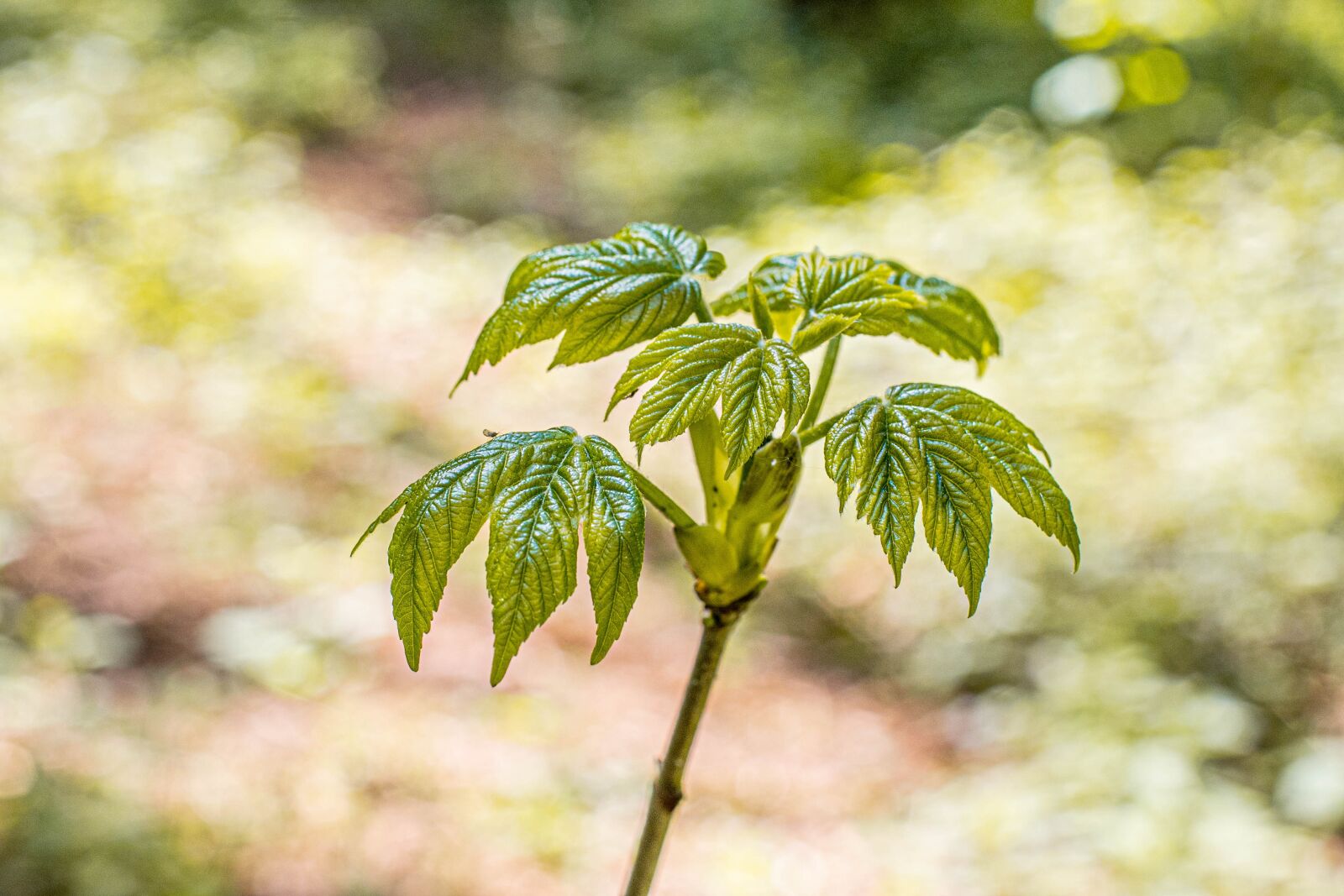 Nikon D750 sample photo. Forest, plant, environment photography