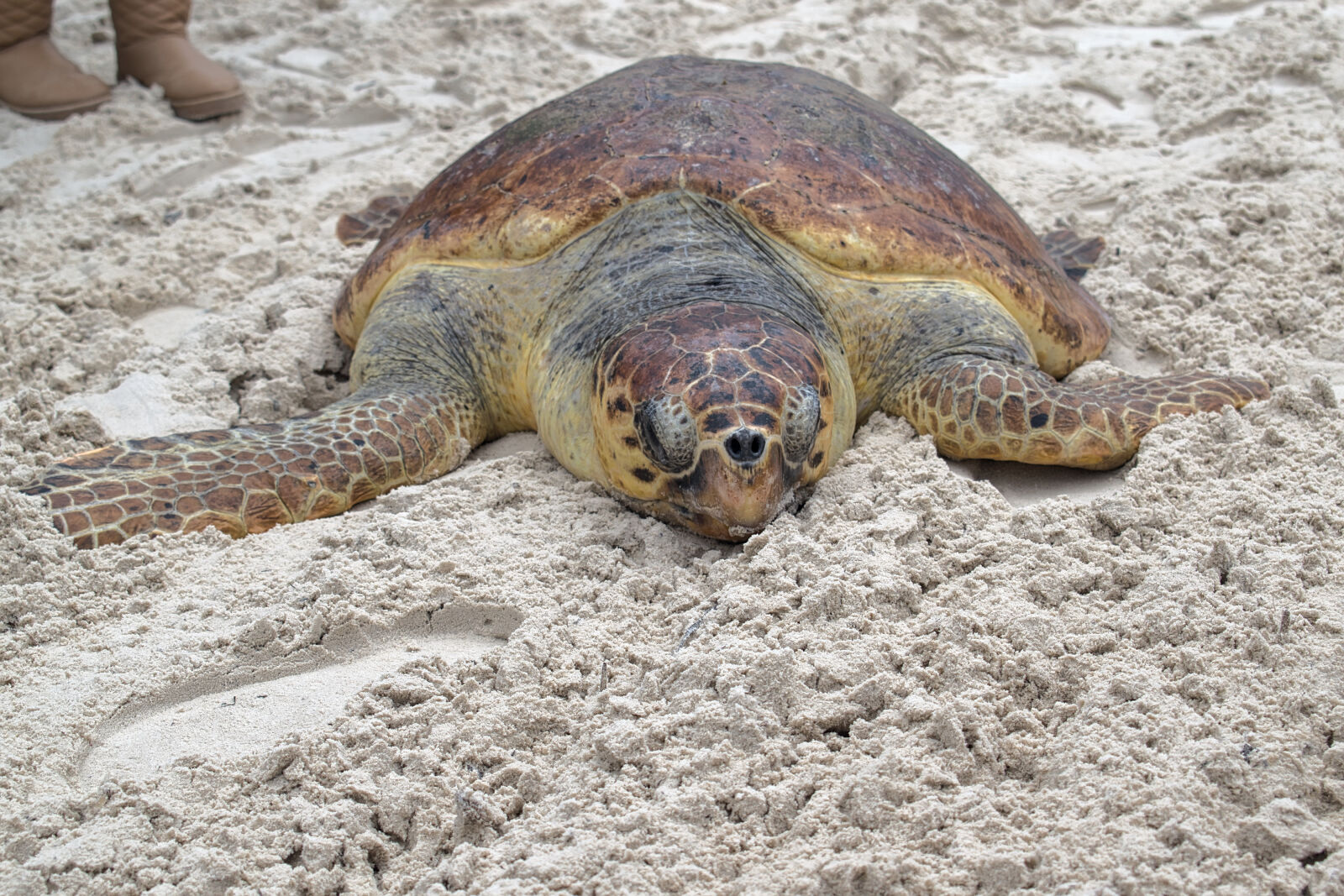 Nikon D5500 sample photo. Animal, animal, photography, beach photography