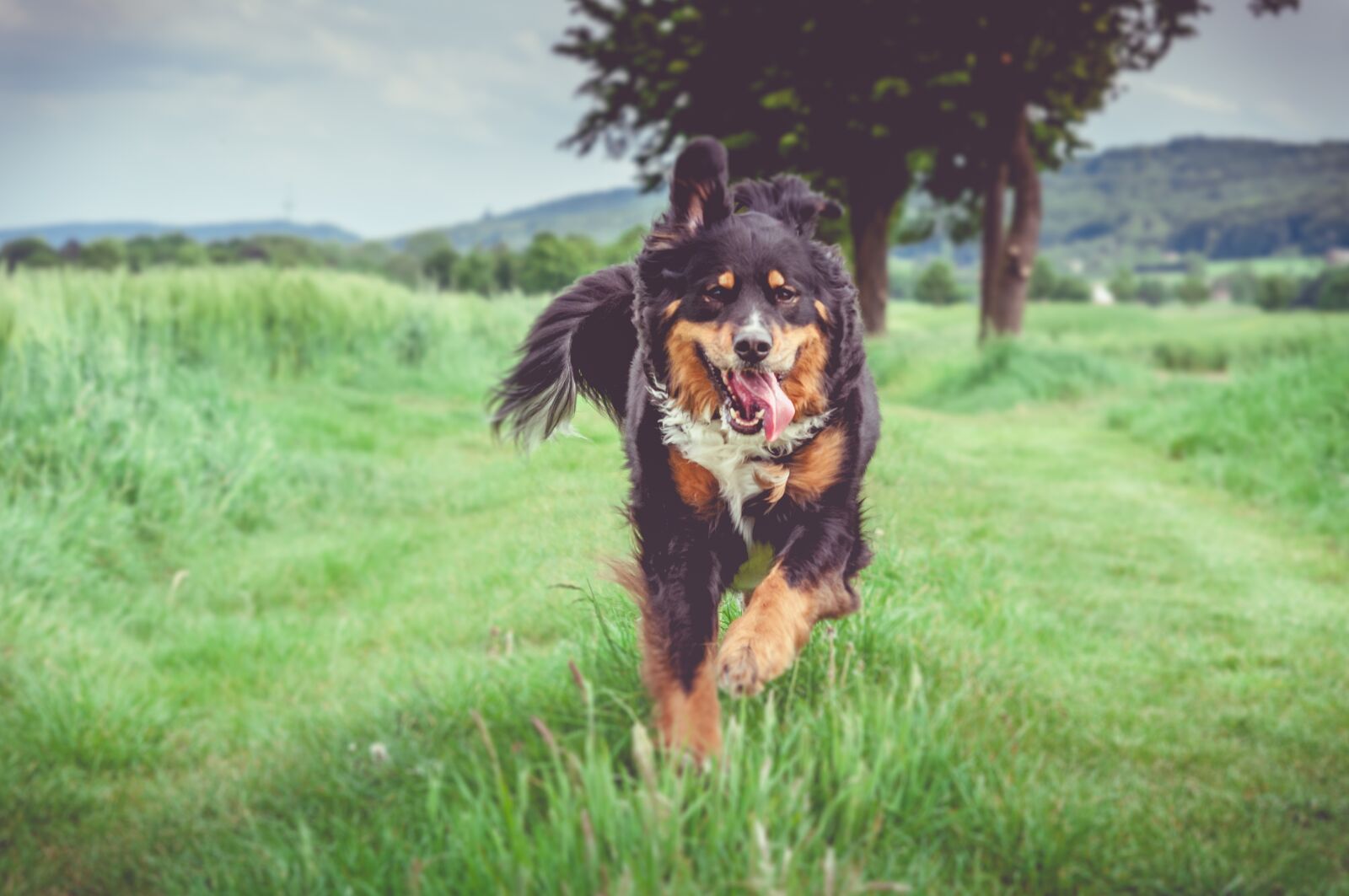 Nikon D300 sample photo. Grass, animal, field photography