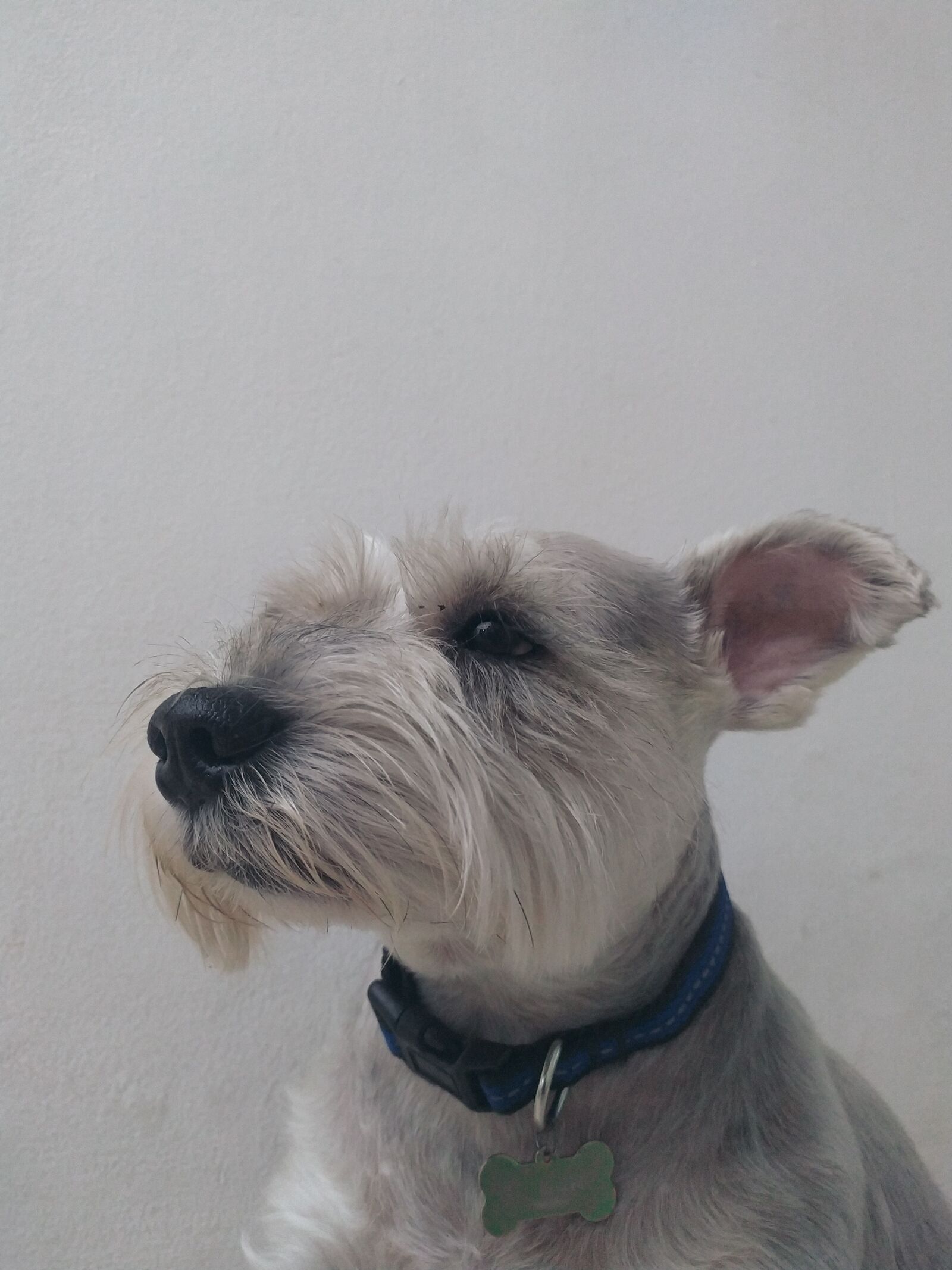 Xiaomi Redmi Note 7 sample photo. Dog, pet, animal photography
