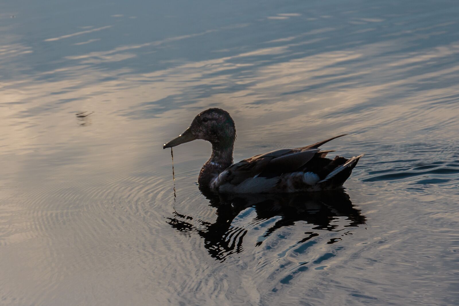 Canon EOS 700D (EOS Rebel T5i / EOS Kiss X7i) sample photo. Duck, sunset, nature photography