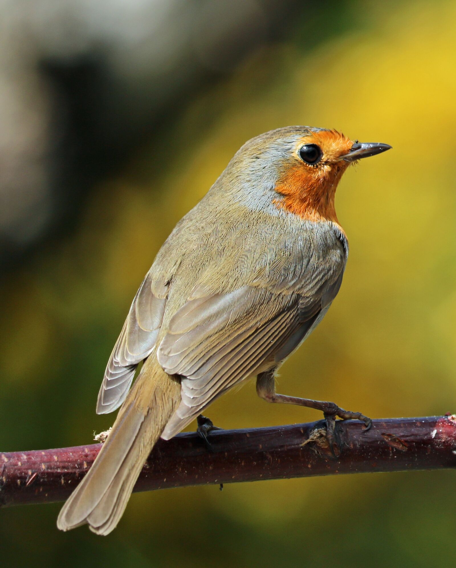 Canon EOS 750D (EOS Rebel T6i / EOS Kiss X8i) sample photo. Robin, perched, bird photography