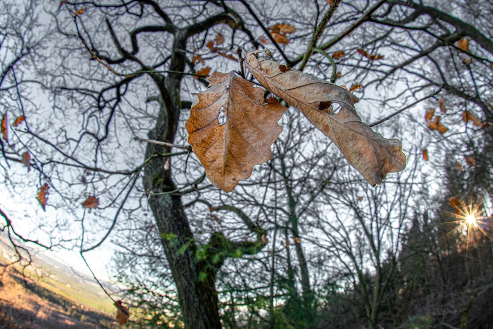 Canon EOS 80D sample photo. Nature, autumn, winter photography