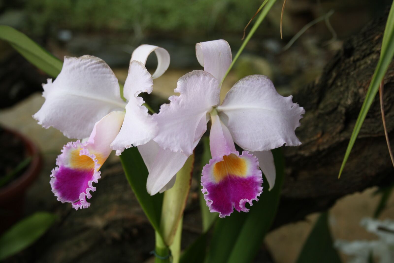 Canon EOS 1000D (EOS Digital Rebel XS / EOS Kiss F) sample photo. Orchids, tropcal flowers, white photography