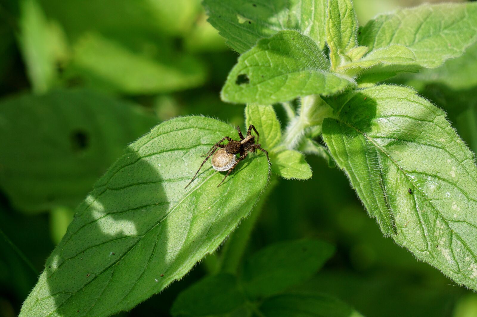 Sony E 55-210mm F4.5-6.3 OSS sample photo. Spider, leaf, nature photography