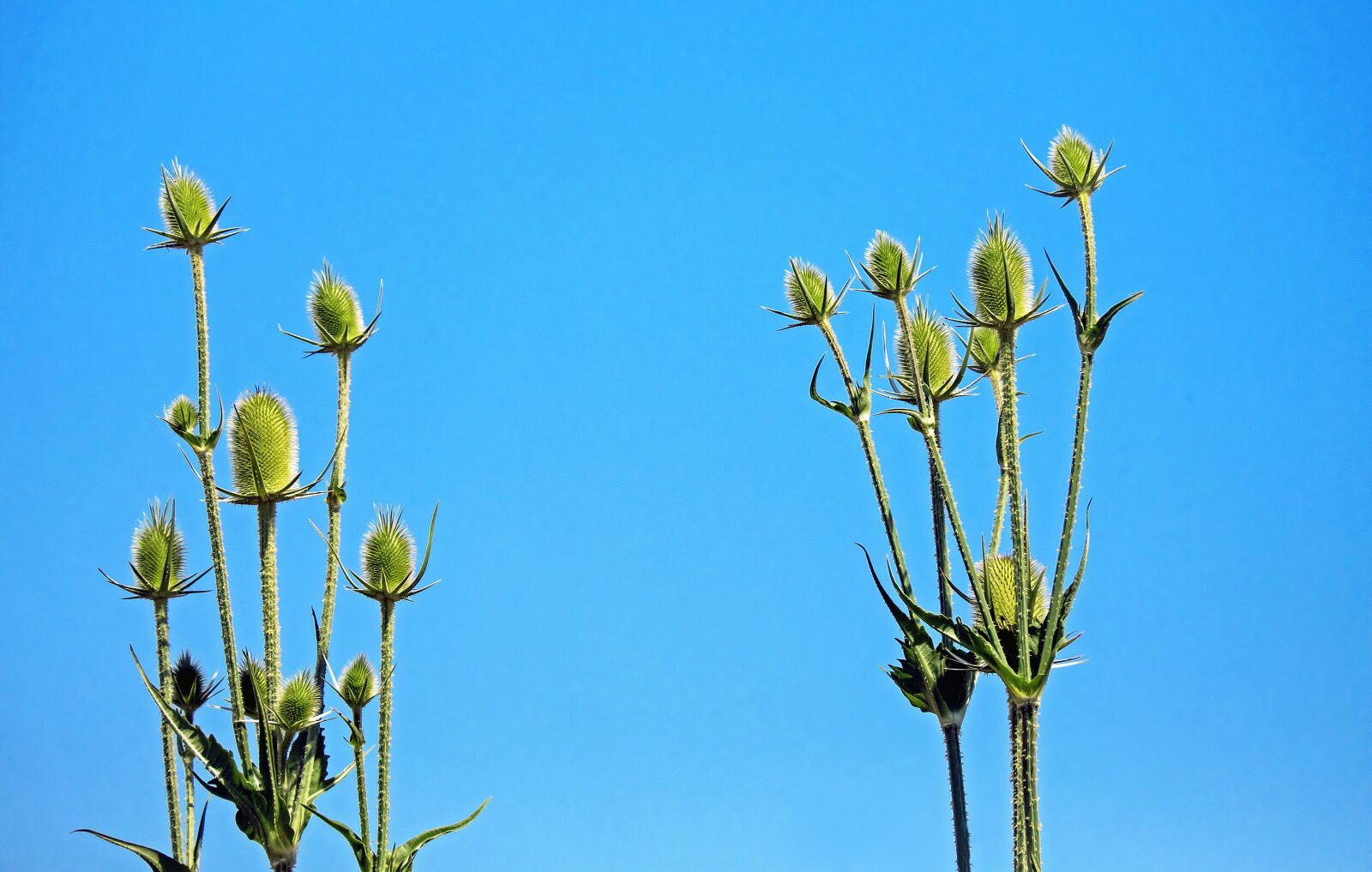 Fujifilm X-T10 + Fujifilm XC 50-230mm F4.5-6.7 OIS sample photo. Wild teasel, thistle, prickly photography