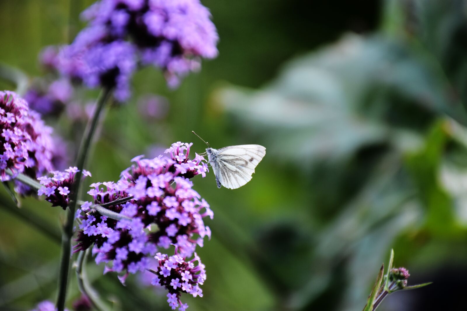Nikon D7200 sample photo. Verbena, butterfly, bloom photography