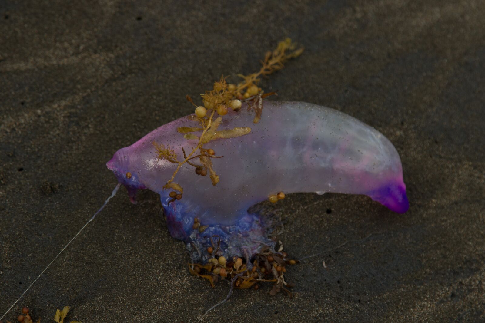 Canon EF 24-105mm F4L IS USM sample photo. Portuguese man o' war photography
