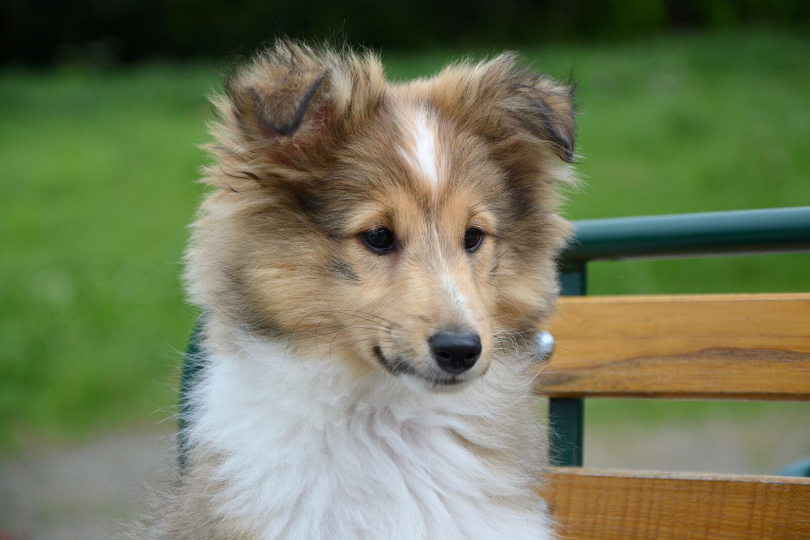 Nikon D5200 sample photo. Shetland sheepdog, head face photography