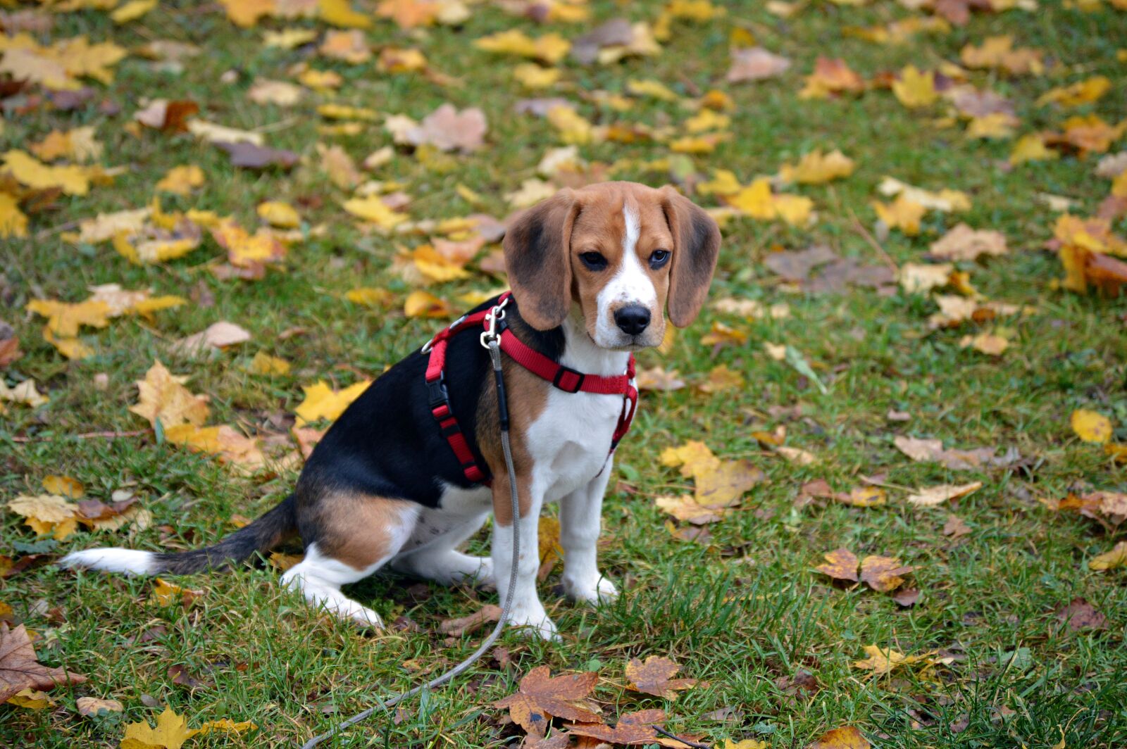 Nikon D3200 sample photo. Beagle, dog, animal photography