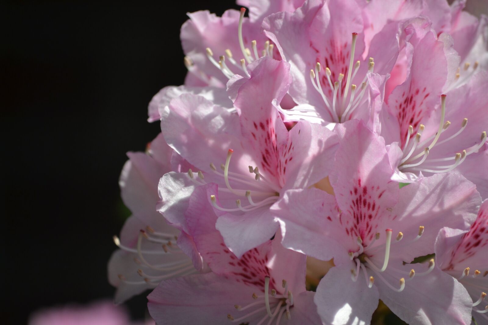 Nikon D3100 sample photo. Rhododendron, pink, bright photography