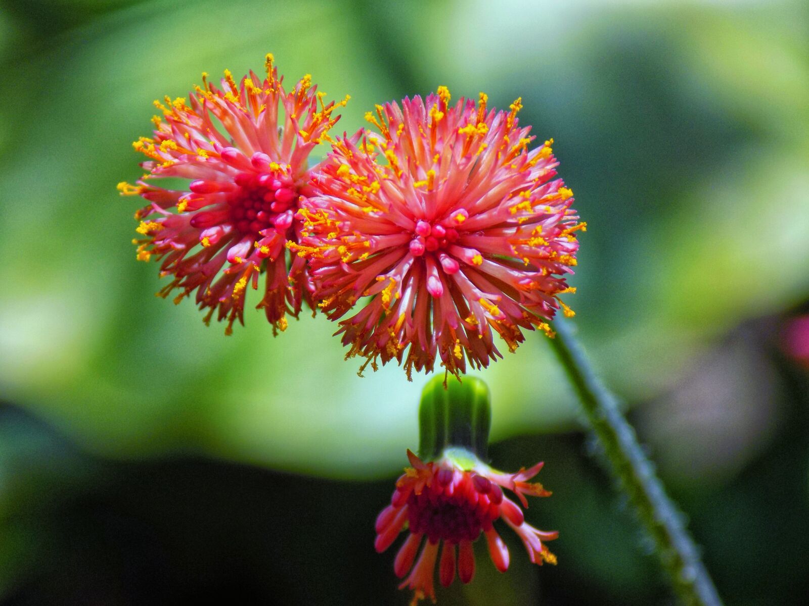 Nikon COOLPIX L330 sample photo. Flower, red, garden photography