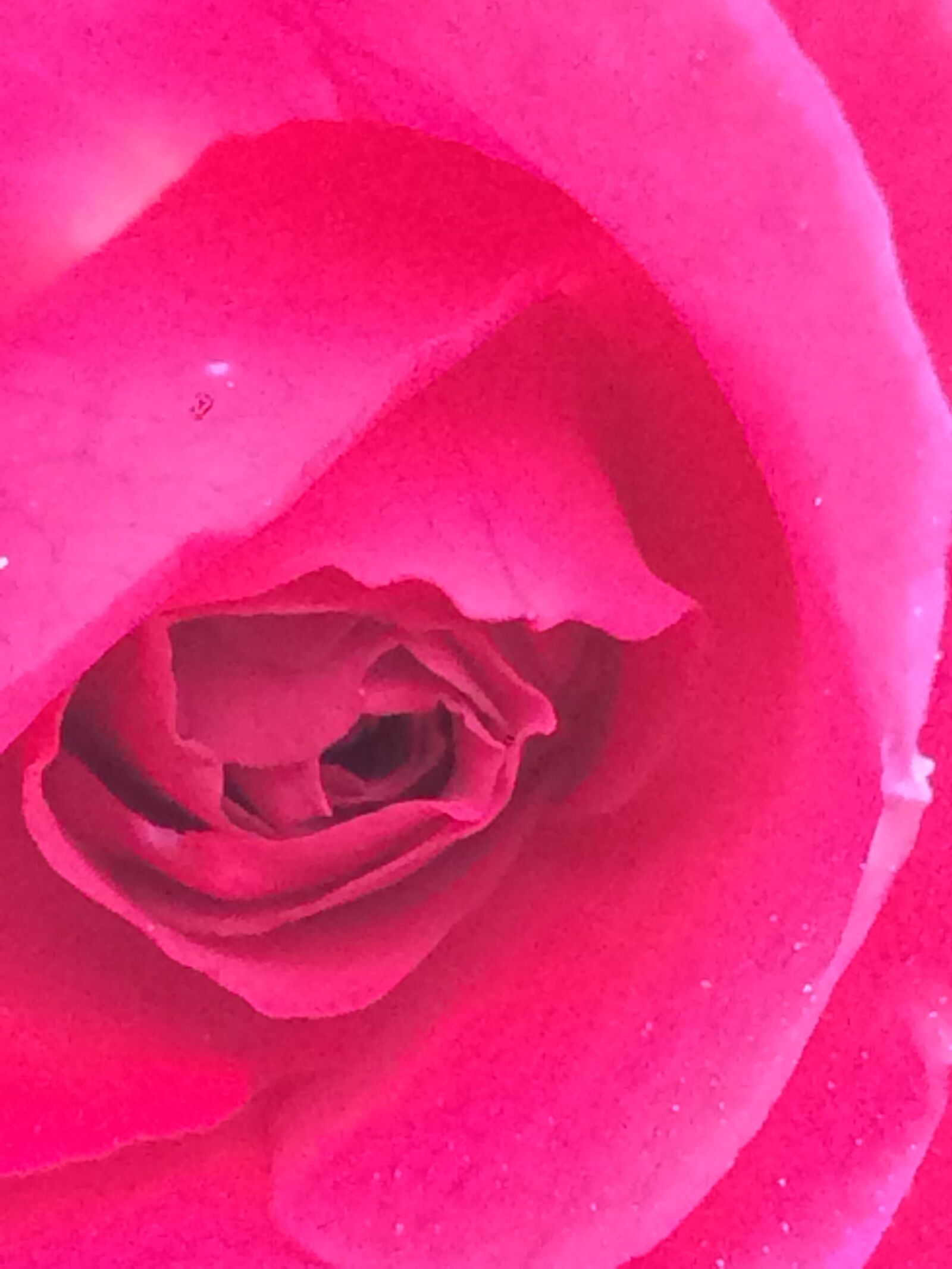 iPhone 5s back camera 4.15mm f/2.2 sample photo. Rose, plants, flower photography