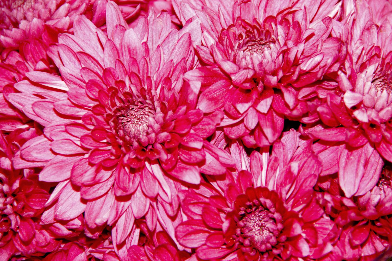 Canon EOS 650D (EOS Rebel T4i / EOS Kiss X6i) sample photo. Chrysanthemum, flowers, macro photography