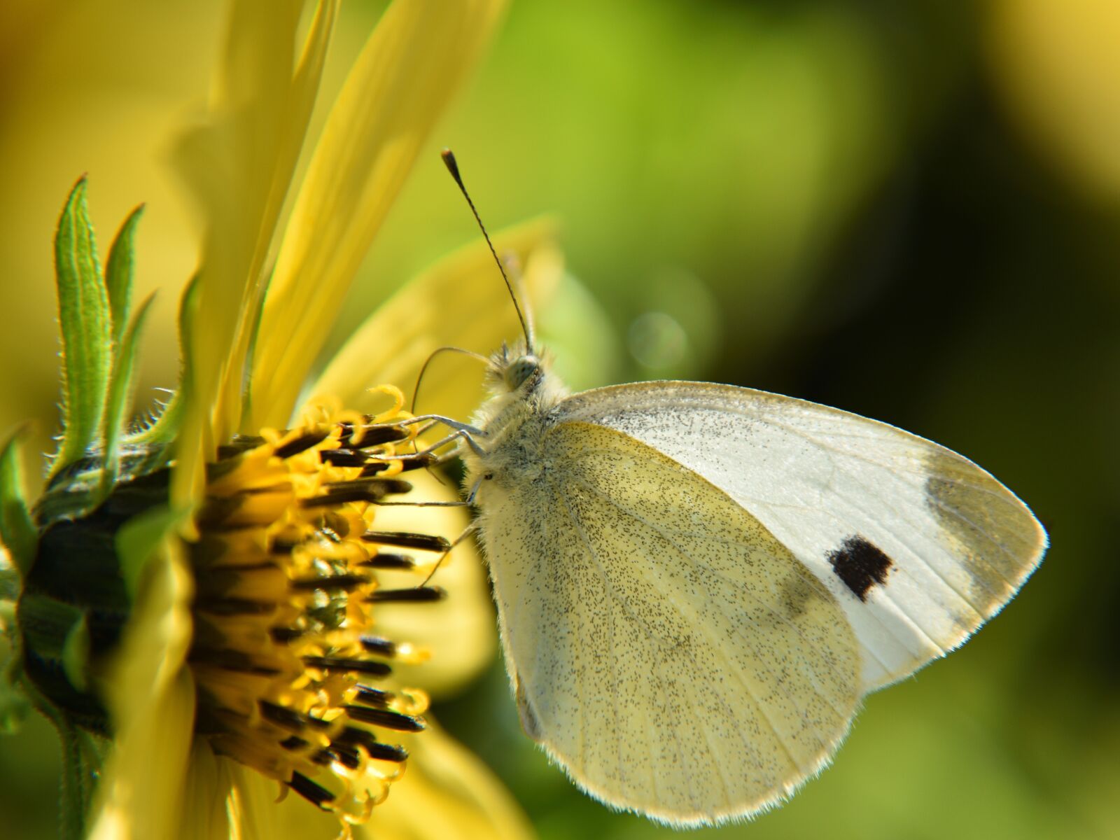 Nikon D5500 sample photo. Butterfly, white, close photography