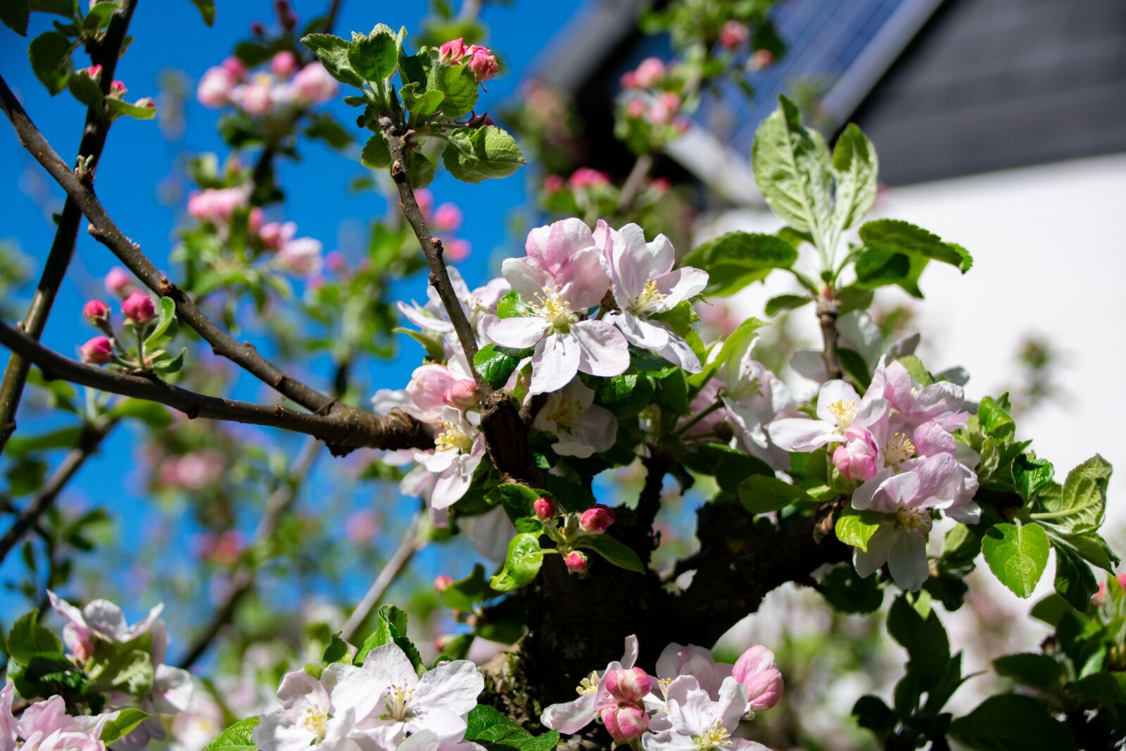 Nikon D3400 sample photo. Apple tree, flowers, apple photography