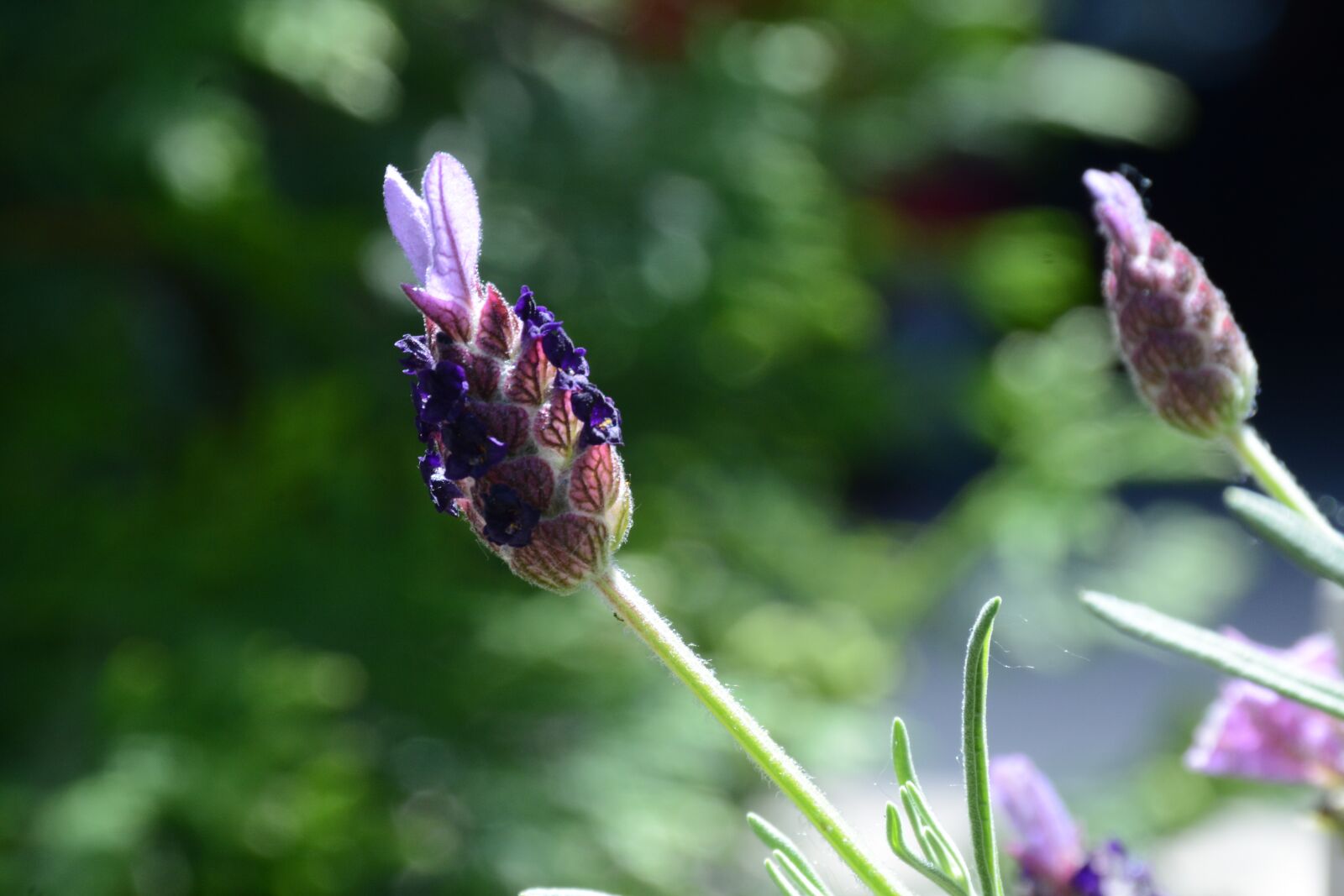 Nikon D7100 sample photo. Lavender, purple, flowers photography